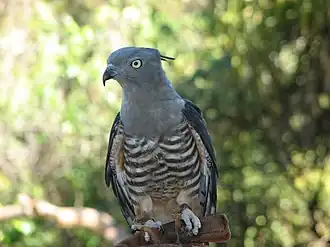Papuaweih (Aviceda subcristata)