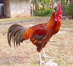 Ayam pelung