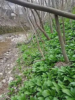 Bärlauchvorkommen an der Steinlach in Mössingen