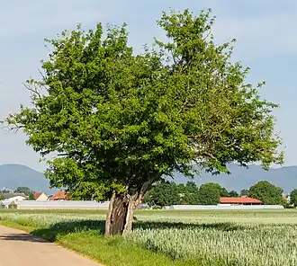 Naturdenkmal Speierling (Sorbus domestica)