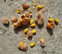 Samen und haarige Hülle