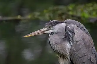 Graureiher im NSG Urdenbacher Kämpen