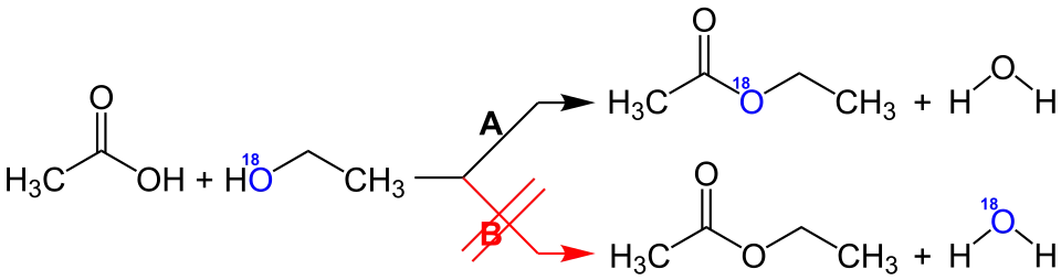 Beispiel zur Motivation der Isotopenmarkierung anhand einer Veresterungsreaktion