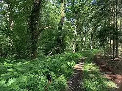 Wirtschaftsweg am nordöstlichen Rand der Pennekuhle