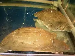 Zu sehen sind zwei Schildkröten in einem kahlen Becken mit klarem Wasser und spiegelndem Boden.