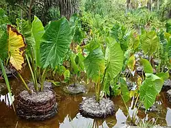 Cyrtosperma merkusii (die Knollen werden verwendet; nicht im Bild)