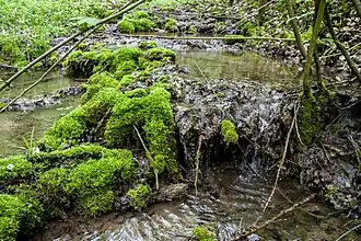 Kalktuffterrasse, Detailansicht