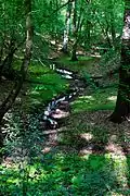 Bach mit Quelle im NSG
