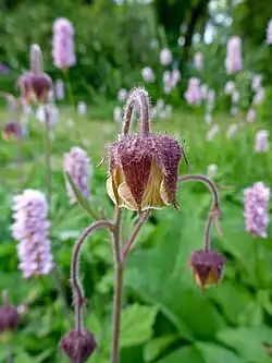 Bachnelkenwurz (Geum rivale)