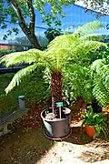 Baumfarn als Topfpflanze im Jardin des Plantes de Toulouse