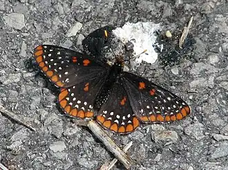 Euphydryas phaeton