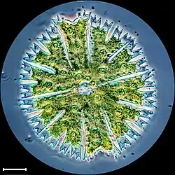 Micrasterias papillifera