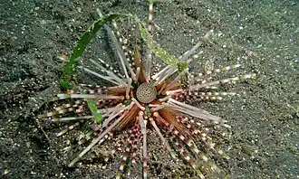 E. calamaris, Lembeh-Strait, Sulawesi