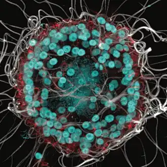 Eine Kolonie von B. monosierra; Färbung: cyan: DNA,[A. 7] rot: Mikrovilli[A. 8], weiß: Geißeln.