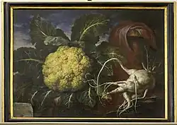 Riesiger Blumenkohl und Rettich, Museo di storia naturale, Florenz