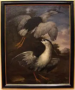 Zwergdommeln (guacco ‘della nunziata’), Villa medicea di Poggio a Caiano