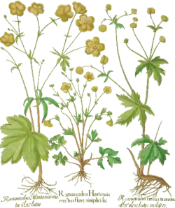 Hahnenfußgewächse (Ranunculaceae), Hortus Eystettensis, 1613