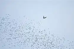 Fotos eines Fledermausschwarms und eines Fledermausadlers, der eine Fledermaus erbeutet hat