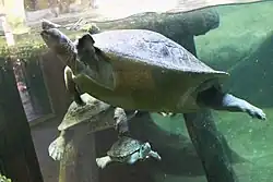 Ein Aquarium mit darin schwimmenden Schildkröten ist zu sehen.