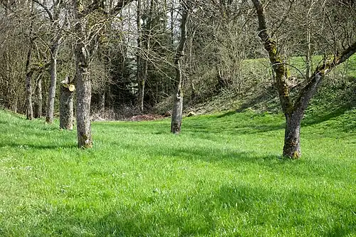 Der Nordöstlich vorgelagerte Graben (rechts: Burgbereich)