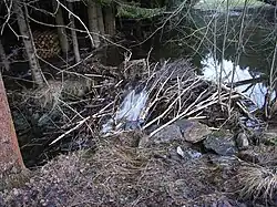 Biberdamm an der Bayerischen Schwarzach im Lenkenthal