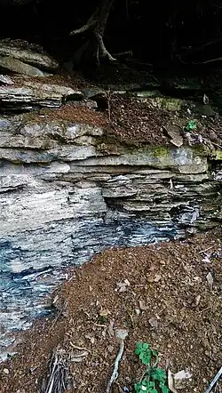 Posidonienschiefer-Aufschluss des Schwarzen Jura bei Hetzles/Oberfranken
