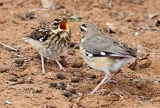 Streifenkopf-Heckensänger