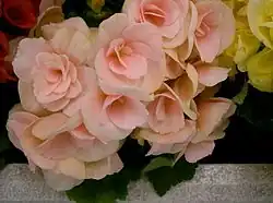 2004 Champagner-Begonie