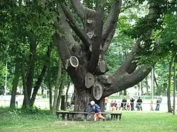 Weymouthskiefer im Schlosspark Behringen