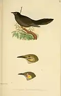 Ornithologie der Viti, Samoa und Tongainseln, Beitrag zur Fauna von Hartlaub u. Finsch