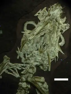 UV-Aufnahme eines zerdrückten fossilen Schädels