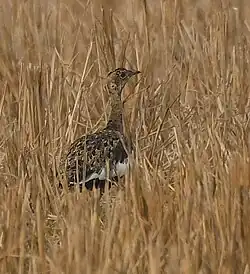 Weibliche Barttrappe