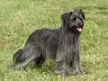 Pyrenäenschäferhund /-hütehund, Langhaar