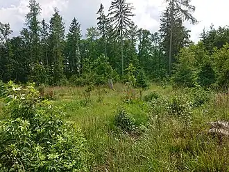 Der Beginn ist im Gelände kaum noch erkennbar.