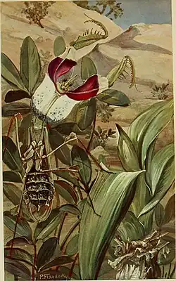 Illustration einer Drohgebärde der Teufelsblume aus einem Bericht der Senckenbergischen Naturforschenden Gesellschaft in Frankfurt am Main