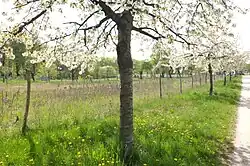 Streuobstwiesen in der Gatower Feldflur