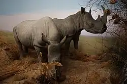 zwei präparierte Nashörner in einer Savannenlandschaft, im Vordergrund das Breitmaulnashorn mit breitem Maul, stumpfen Hörnern grasend, dahinter ein Spitzmaulnashorn mit schmalem Maul und spitzen Hörnern welches in die Ferne blickt