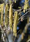 Männliche Kätzchen der Himalaya-Birke (Betula utilis)