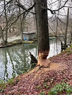 Biber-Spuren in Oede-Schlenke am Wupperufer
