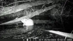 Biber von Wildkamera fotografiert