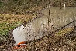 Biberdamm im Plexental in Hippersdorf