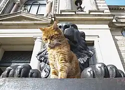 Ein echter Kater sitzt zwischen den Vorderpranken des gusseisernen Löwen der Herzog August Bibliothek in Wolfenbüttel