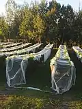 Vogelschutznetze auf Weinreben