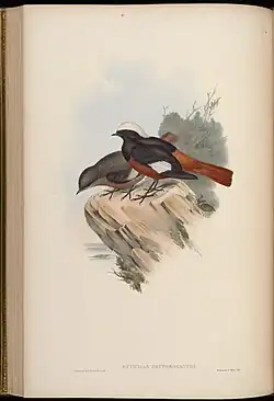 Riesenrotschwanz (Phoenicurus erythrogastrus)