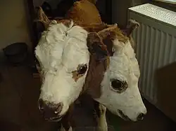 Ein Kalb mit Dizephalie