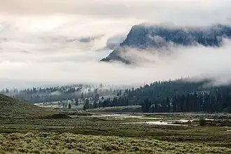 Bisons im Tal des Soda Butte Creek