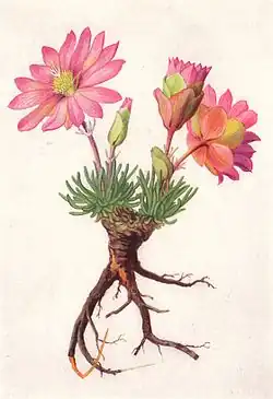 Lewisia rediviva