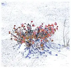 Wunderblumengewächs (Abronia angustifolia)