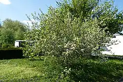 Niedriger, breiter Busch mit kleinen weißen Blüten