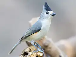 Schwarzhäubchenmeise